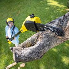 Narragansett Pier, RI Tree Care Company